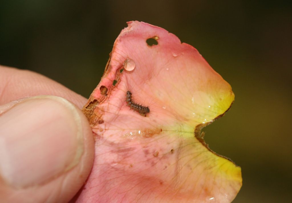 Piccole larve su boccioli di rosa